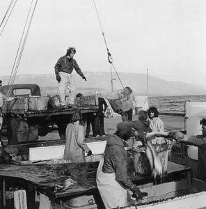 Getting fish from boat to harbour in Hauganes in the 1970's