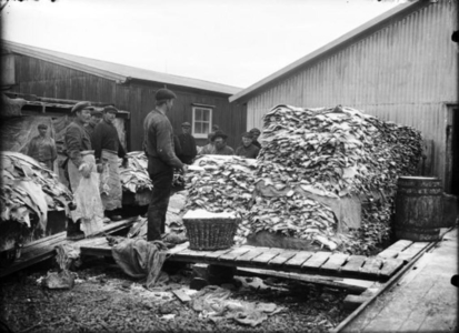 Fish production in Hauganes in the 1960's