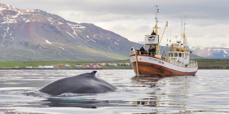 Hauganes - Hot Tubs And Whale Watching - Visithauganes